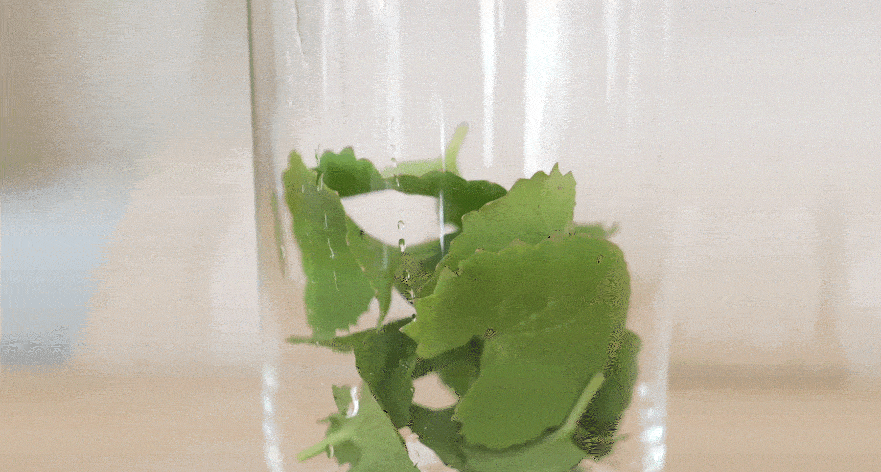 korean salmon pdrn centella toner