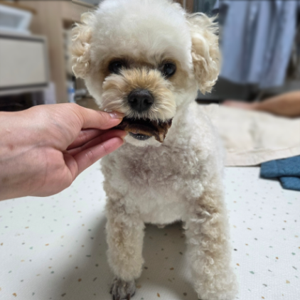 댕심당 캥거루 꼬리뼈 100g 치석제거 저알러지 강아지 수제간식 소형견 중형견 대형견 다이어트 - 상세 이미지 5