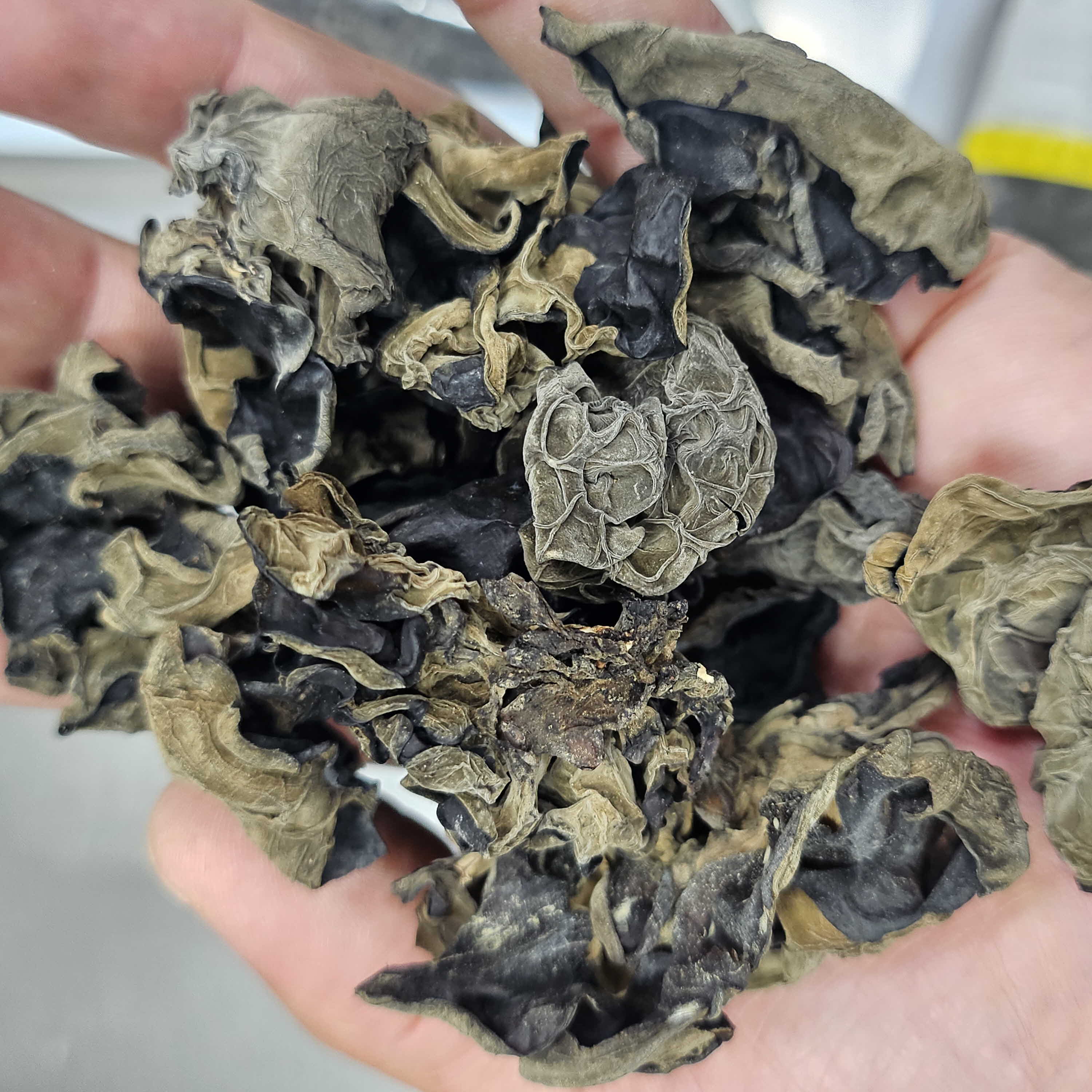 바다안 건 표고 목이 한입목이 버섯 1kg 마른 말린 통 슬라이스 - 상세 이미지 3