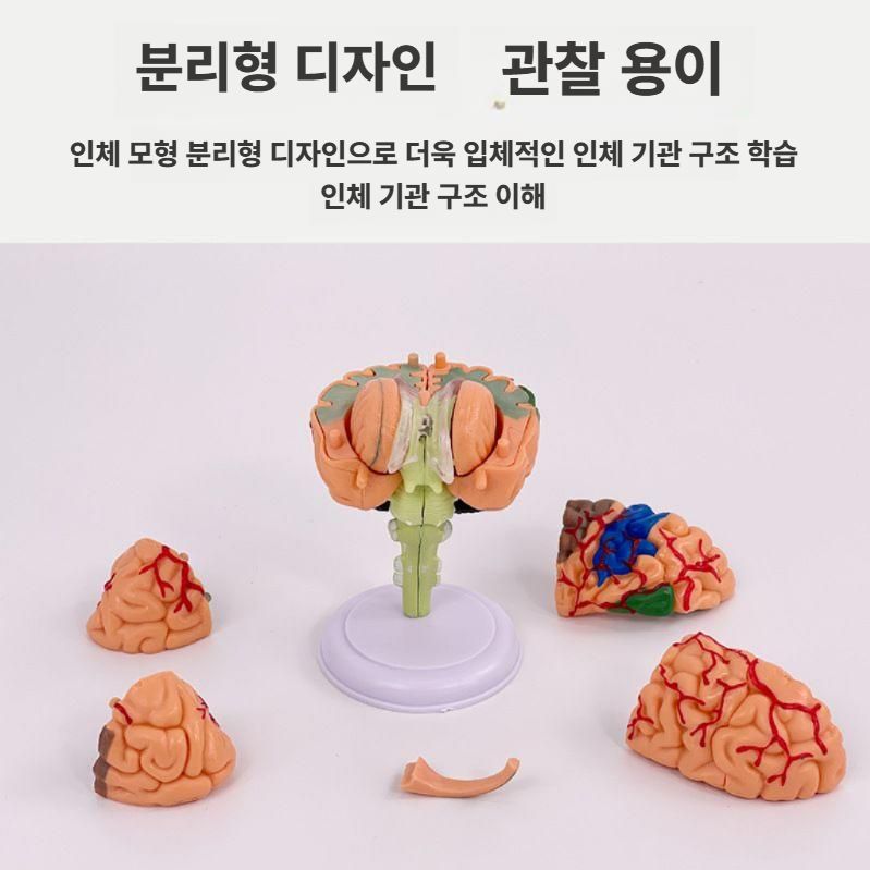 두뇌 해부학모형 뇌 구조 교구 모델 병원 과학실 모형도 - 상세 이미지 4