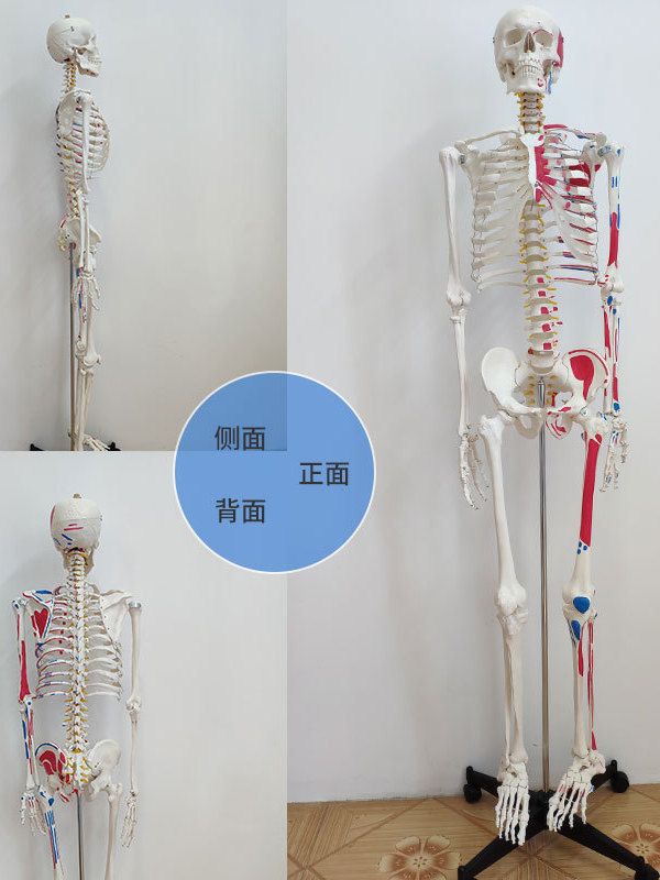 전신 뼈모형 해부학 모형 해부 신체 뼈대 뼈골격 모델 해골 176cm 뼈모형 - 상세 이미지 3