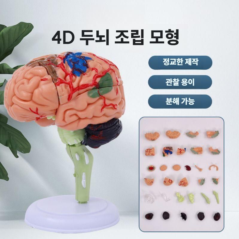 두뇌 해부학모형 뇌 구조 교구 모델 병원 과학실 모형도 - 상세 이미지 2