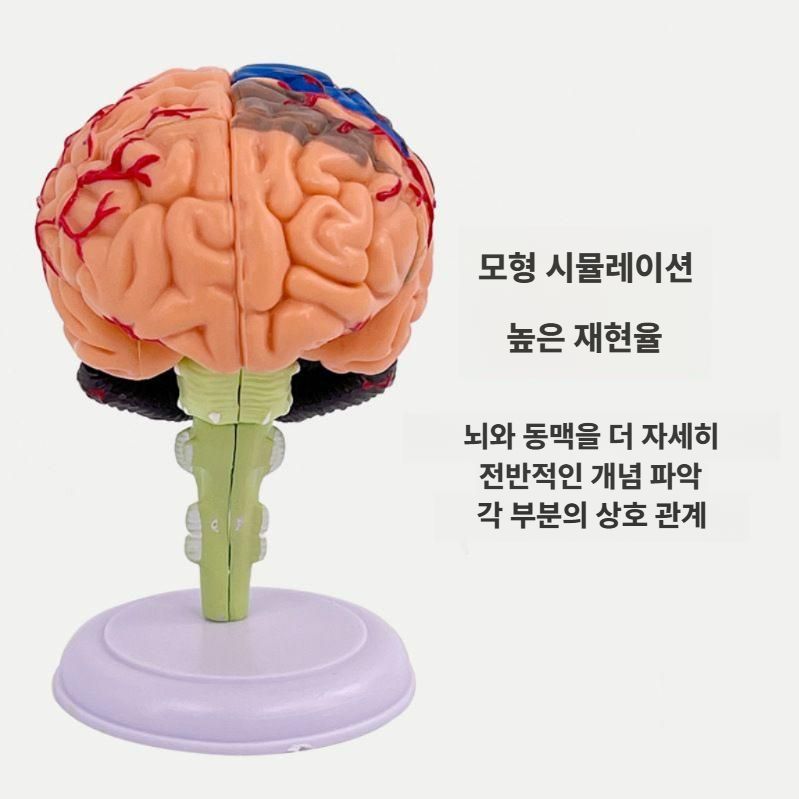 두뇌 해부학모형 뇌 구조 교구 모델 병원 과학실 모형도 - 상세 이미지 3