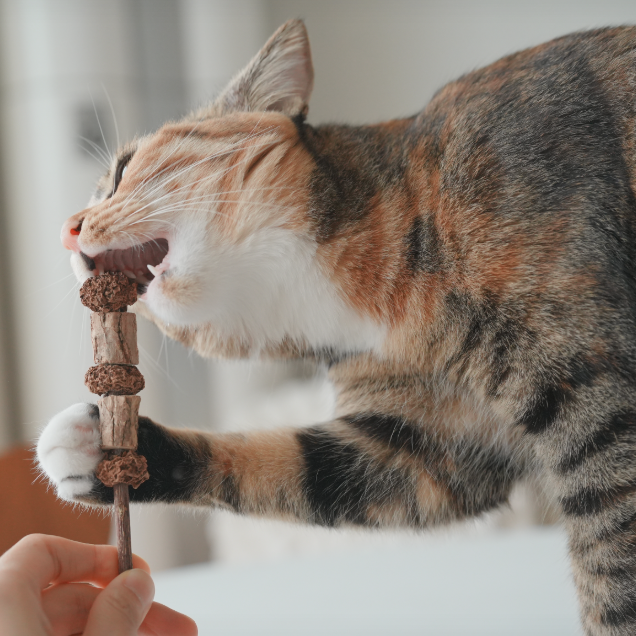 캣디피 마따따비꼬치 CATDP 고양이 장남감 혼자 장난감 캣닢 아기고양이 이갈이 시기 입질 이미지 6