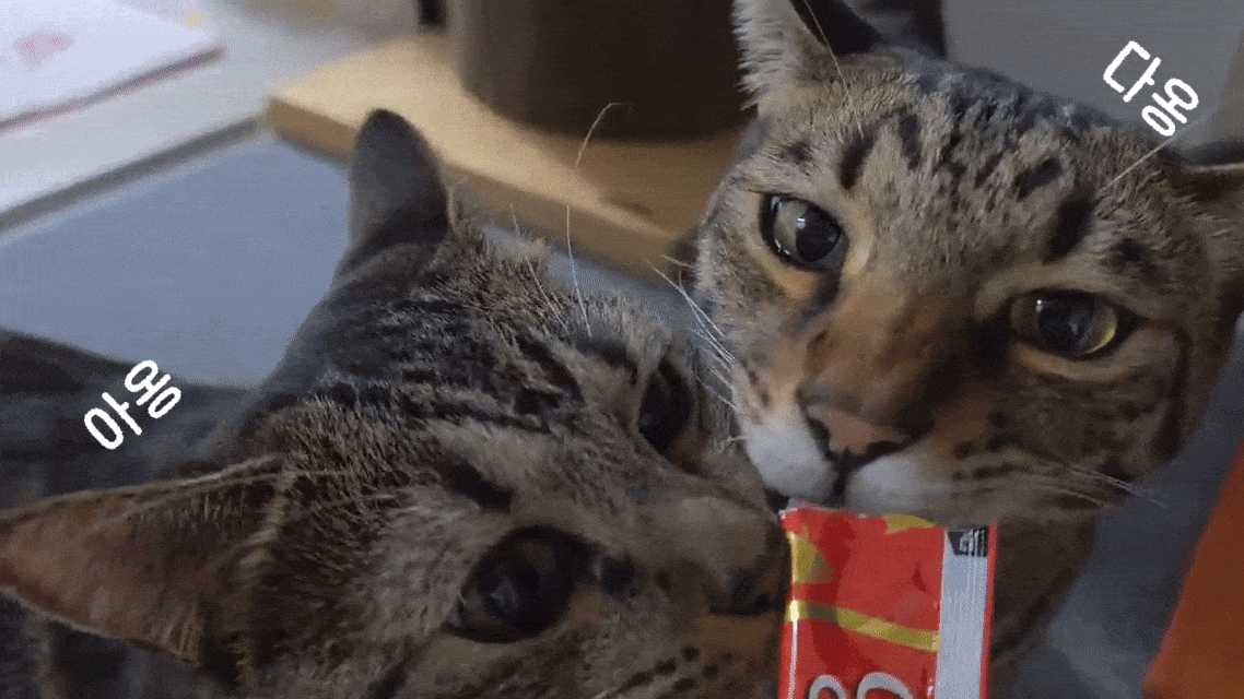 [최신생산] 이나바 챠오츄르 고양이 츄르간식 가다랑어, 56g, 20개