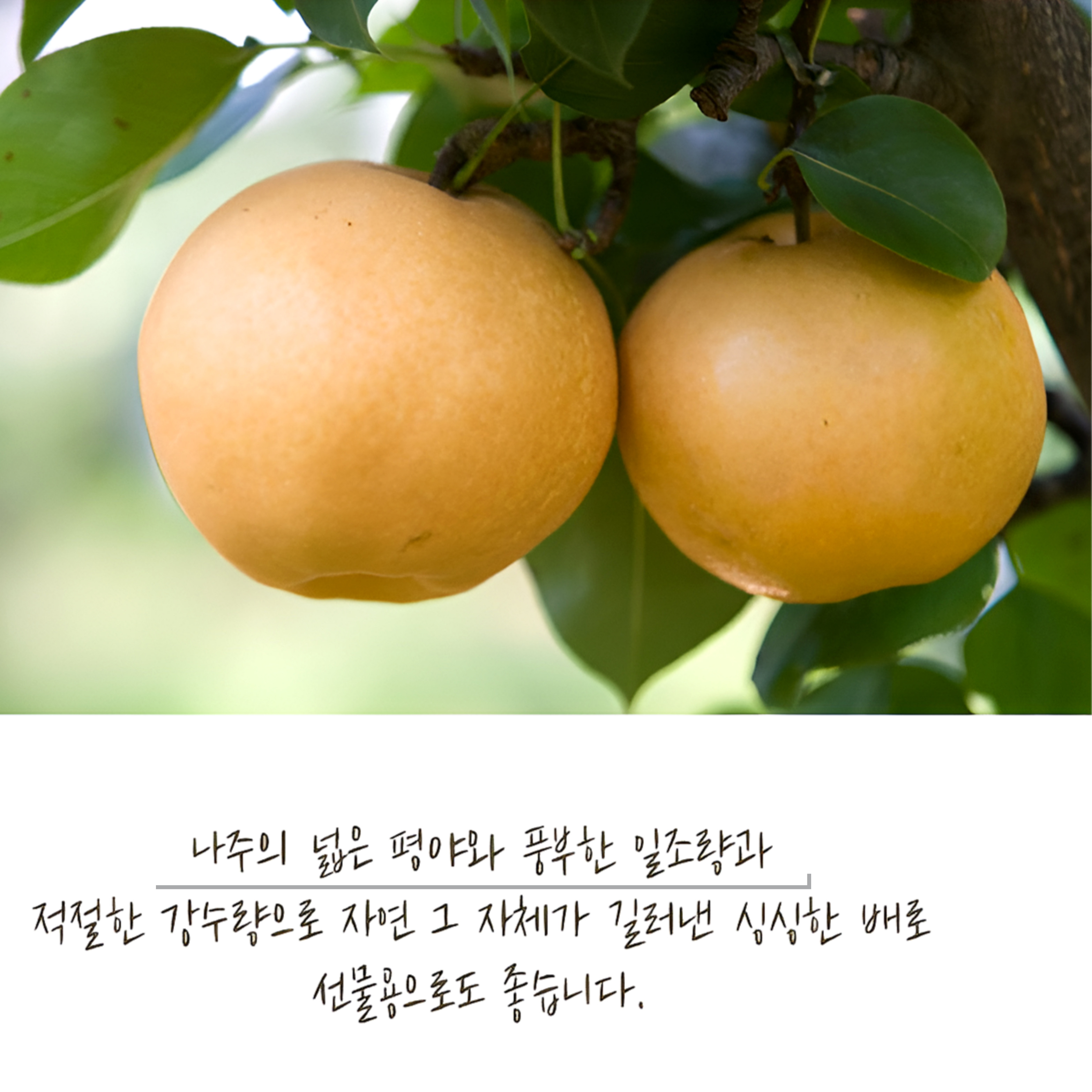 나주배 선물세트 신고배 5kg 가정용 햇배 선물용 산지직송 - 상세 이미지 2