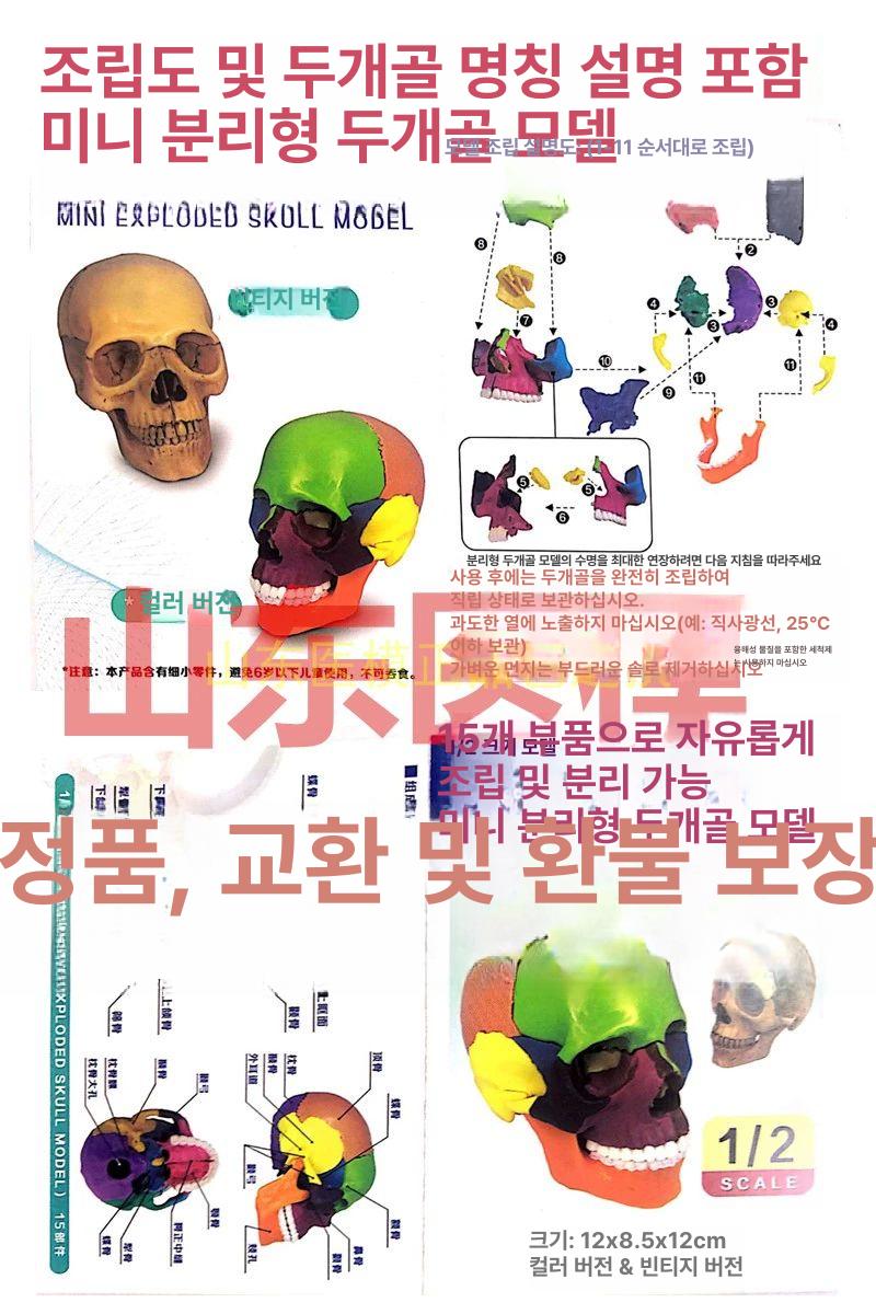 두개골모형 머리뼈 해골 모형 표준형 실습 교구 뇌모형 컬러 구분 15부분 조립 가능 - 상세 이미지 3