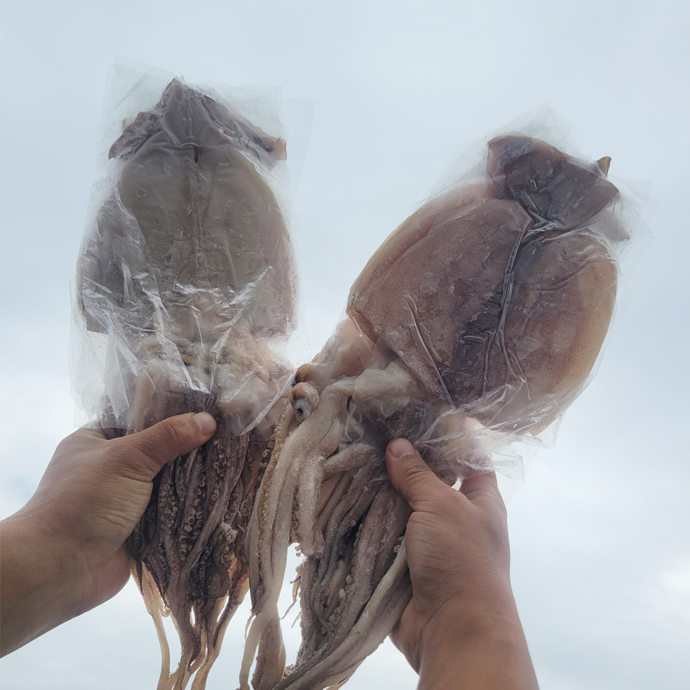 봉선생수산 반건조 오징어 피데기 5미 10미 마른 오징어 파지