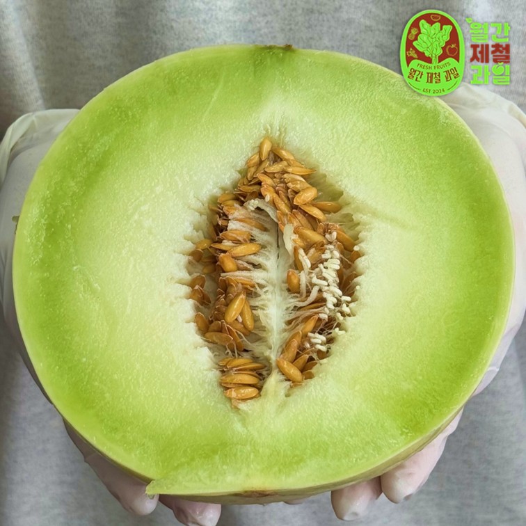 허니듀 멜론 제철 맬론 꿀찬 멜론 꿀통 메론 후숙