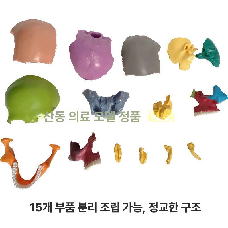 두개골모형 머리뼈 해골 모형 표준형 실습 교구 뇌모형 컬러 구분 15부분 조립 가능 - 상세 이미지 5