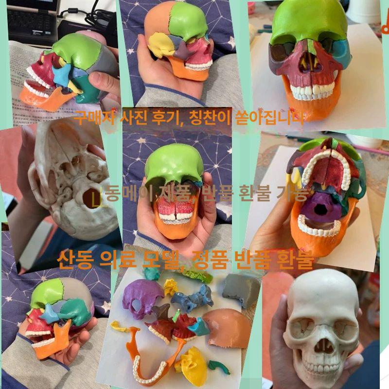 두개골모형 머리뼈 해골 모형 표준형 실습 교구 뇌모형 컬러 구분 15부분 조립 가능 - 상세 이미지 4