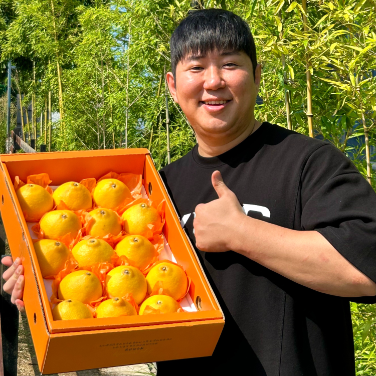 제주 청귤 하우스귤 황금향 카라향 타이벡감귤