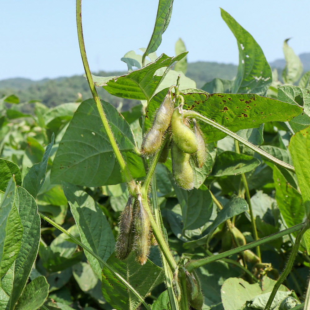 국산 [ 볶은 서리태 콩튀기 17g 10봉 ] 검은콩 볶음 콩과자 뻥튀기 간식 이미지 7