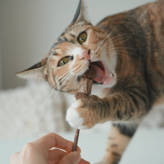 캣디피 마따따비꼬치 CATDP 고양이 장남감 혼자 장난감 캣닢 아기고양이 이갈이 시기 입질 - 상세 이미지 5