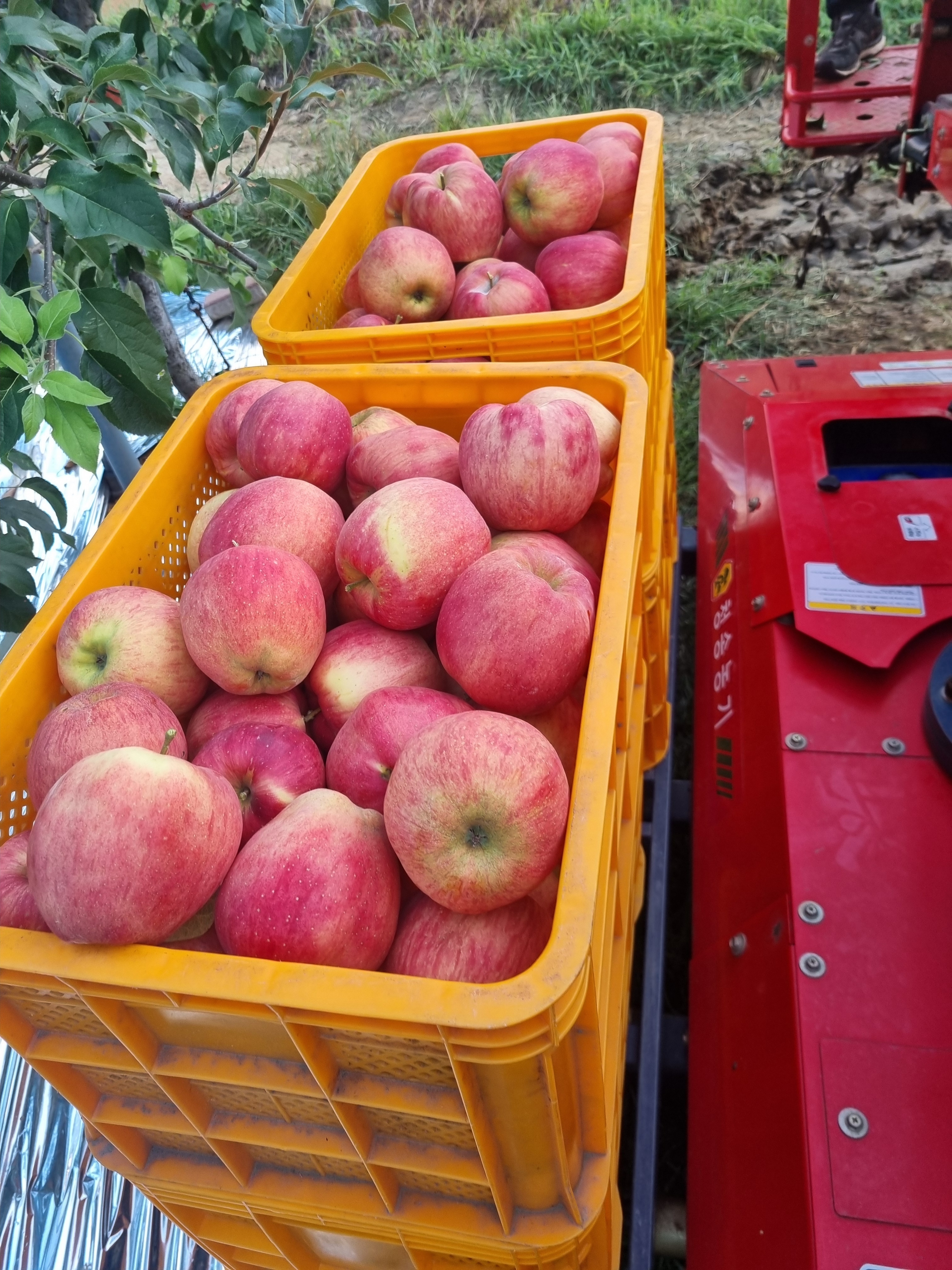 (농가직송) 홍로, 아리수 판매중 선물용 가정용 사과만4.5kg 1box 이미지 7