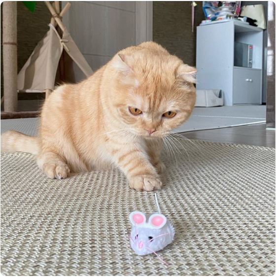 헥스버그 마우스 캣토이 고양이 움직이는 장난감 사냥 놀이 반려동물 + 건전지 10개입 증정 - 상세 이미지 3