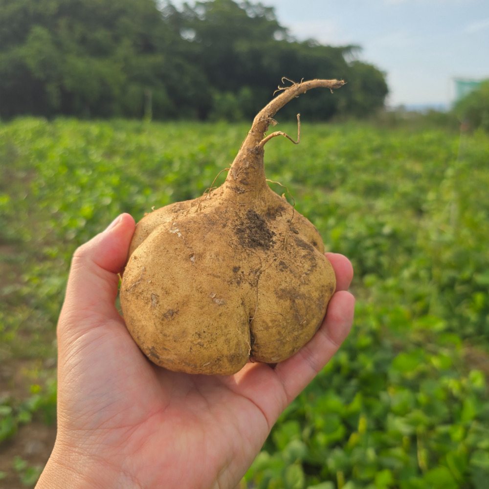 진심농부 제주 친환경 무농약 히카마 얌민 멕시코감자 2kg 3kg 5kg