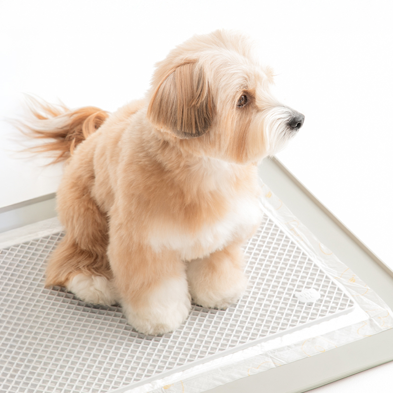 바잇미 강아지배변판 실리콘 강아지배변훈련 화장실 마킹 매트 애견