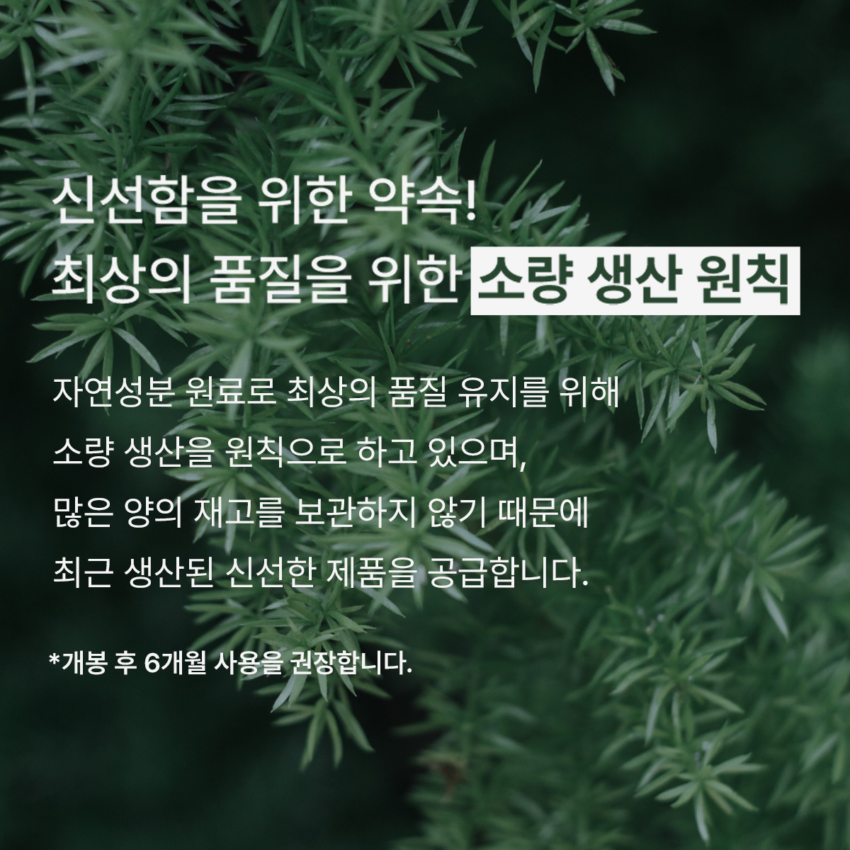 [스팟 케어] 티트리 그린 오일 10ml - 상세 이미지 2