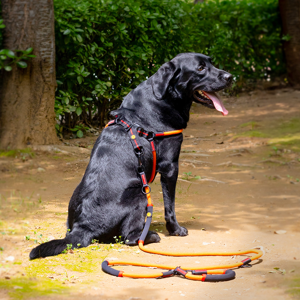 강아지 리드줄 핸즈프리 산책줄 대형견 리드줄 로프 리쉬 2.3m
