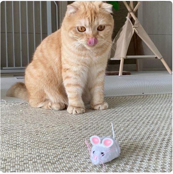 헥스버그 마우스 캣토이 고양이 움직이는 장난감 사냥 놀이 반려동물 + 건전지 10개입 증정 - 상세 이미지 2