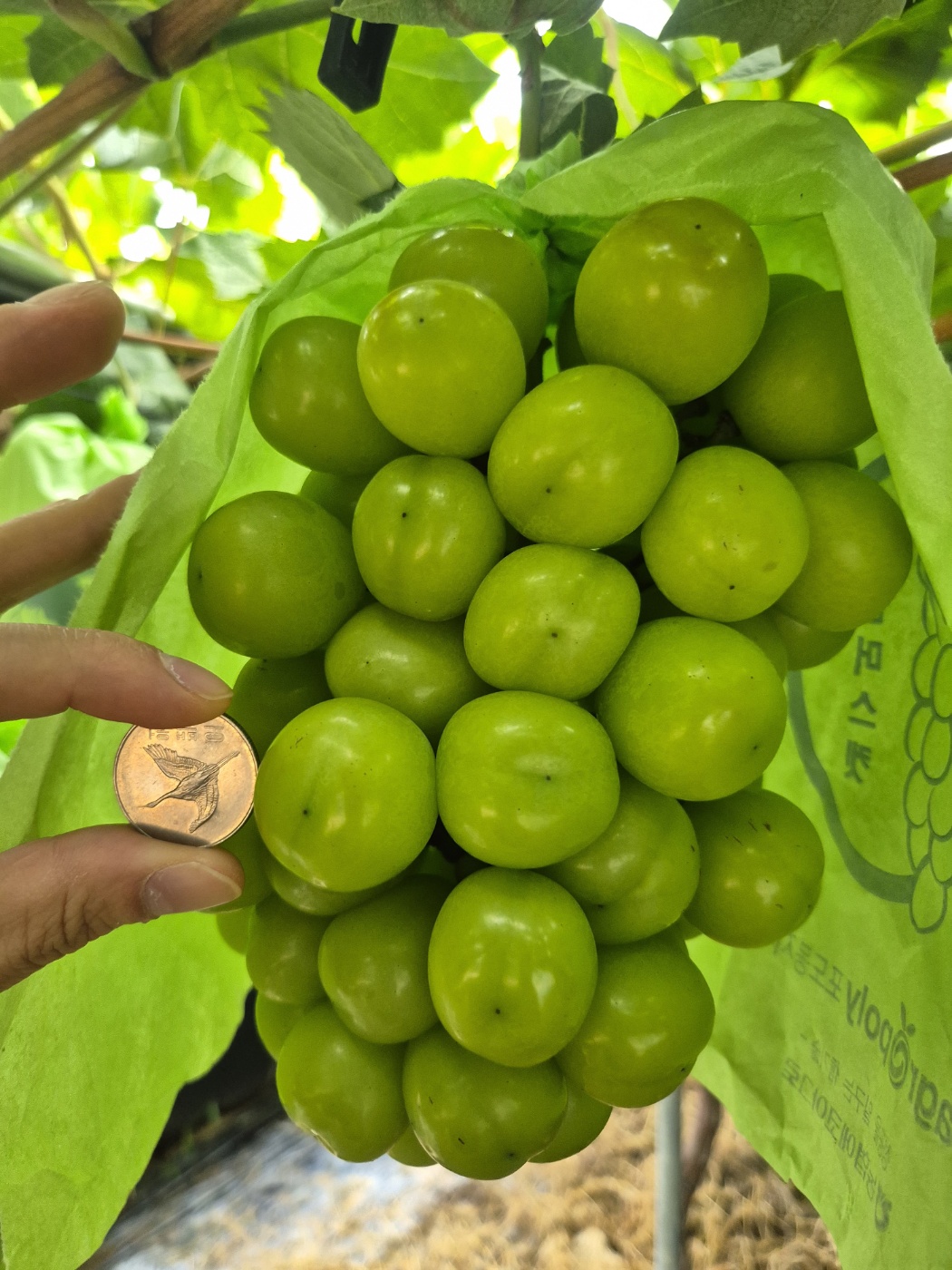 고당도 상주 샤인머스켓 2kg 망고 포도 특품 선물용 가정용 농장직영 - 상세 이미지 5