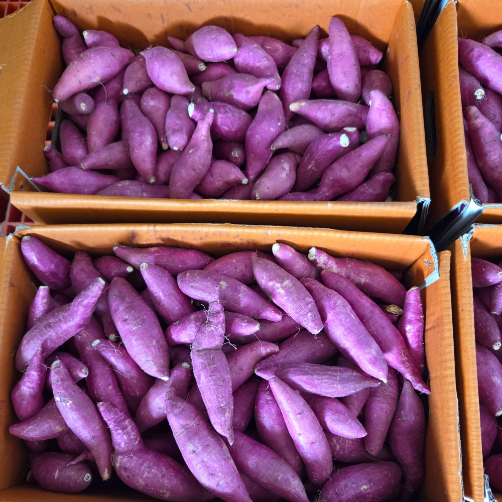 25년 황토 햇 밤고구마 3kg 5kg 10kg 한입 고구마 익산 탑마루 - 상세 이미지 3