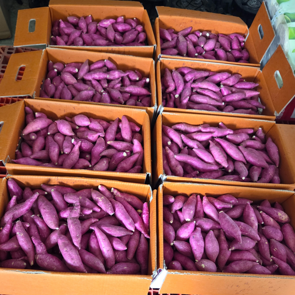 25년 황토 햇 밤고구마 3kg 5kg 10kg 한입 고구마 익산 탑마루 - 상품 이미지