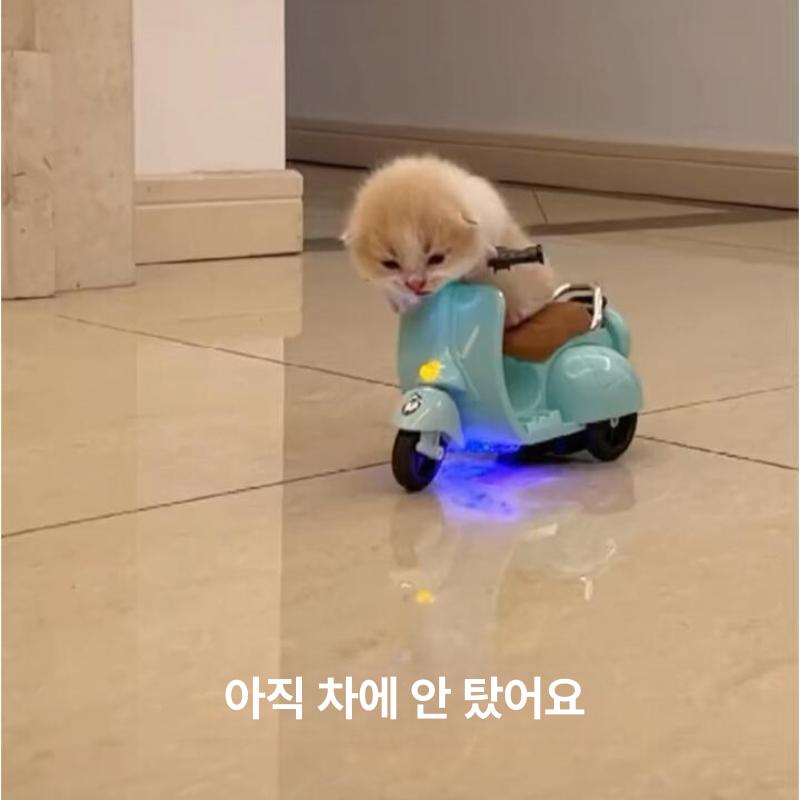 햄스터 장난감 놀이터 전동 고슴도치 용품 놀이터 오프화이트 본체만 - 상세 이미지 5