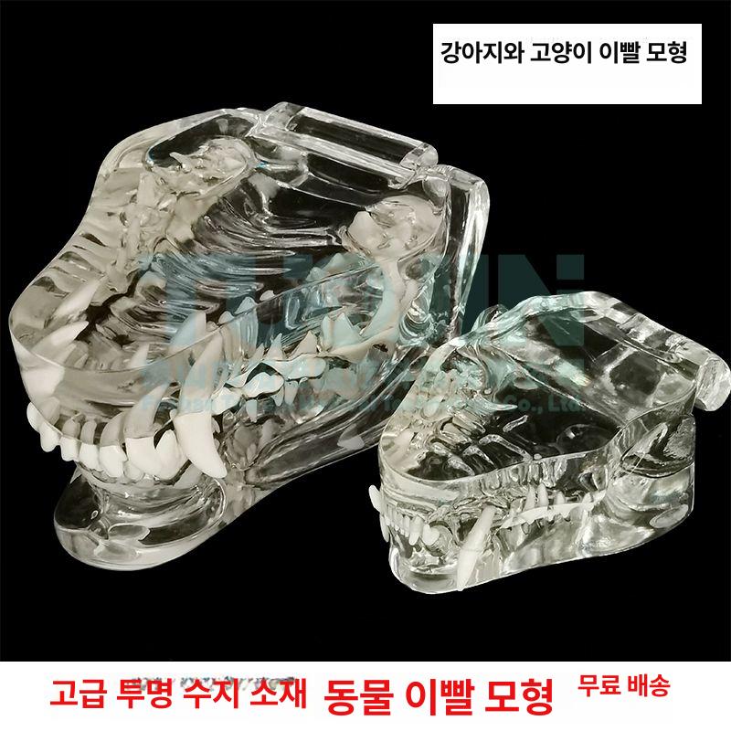 강아지 치아 모형 동물병원 이빨 교육용 동물 고양이 고양이 이빨 - 상세 이미지 2
