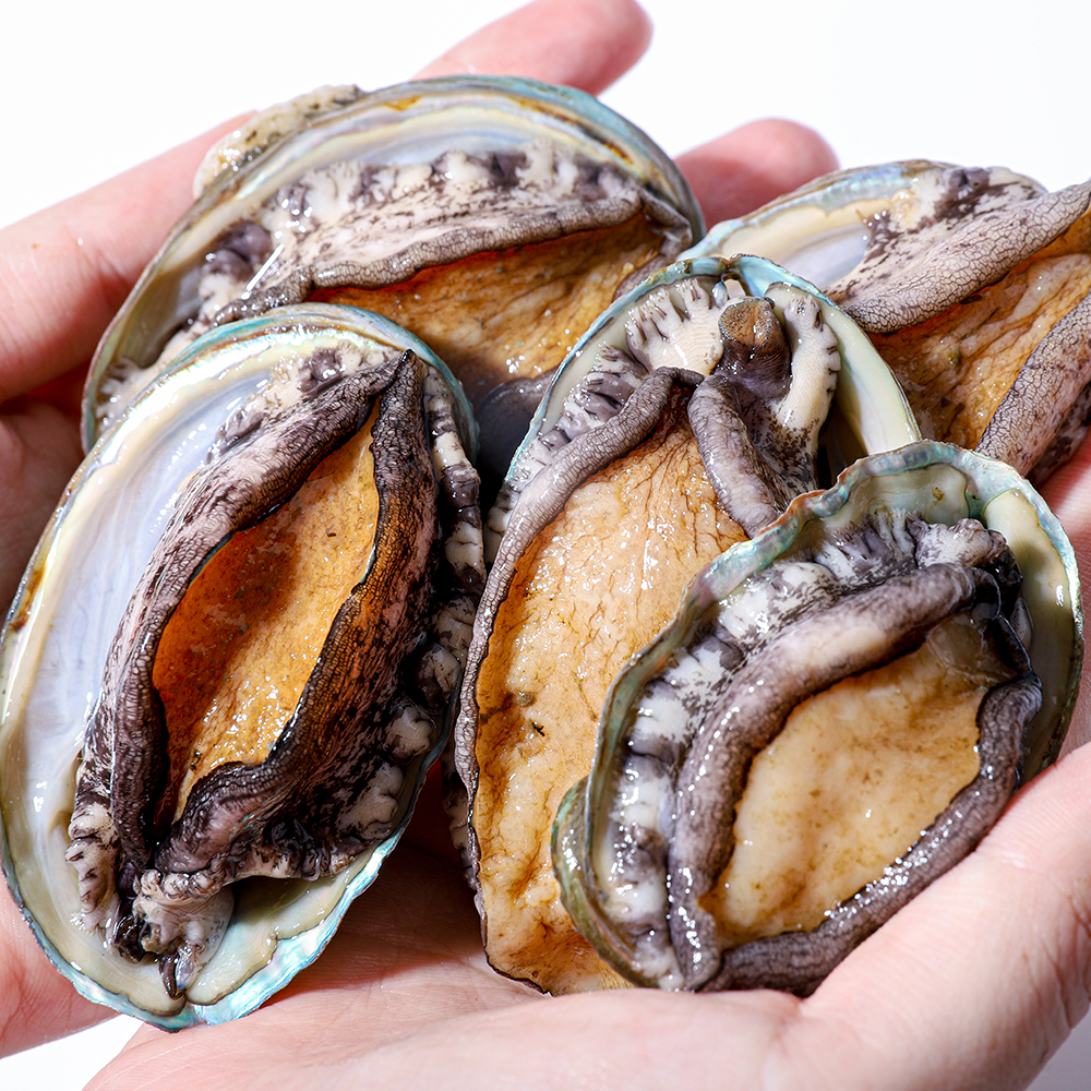 완도 활 전복 1kg 대 특대 산지직송 - 상품 이미지