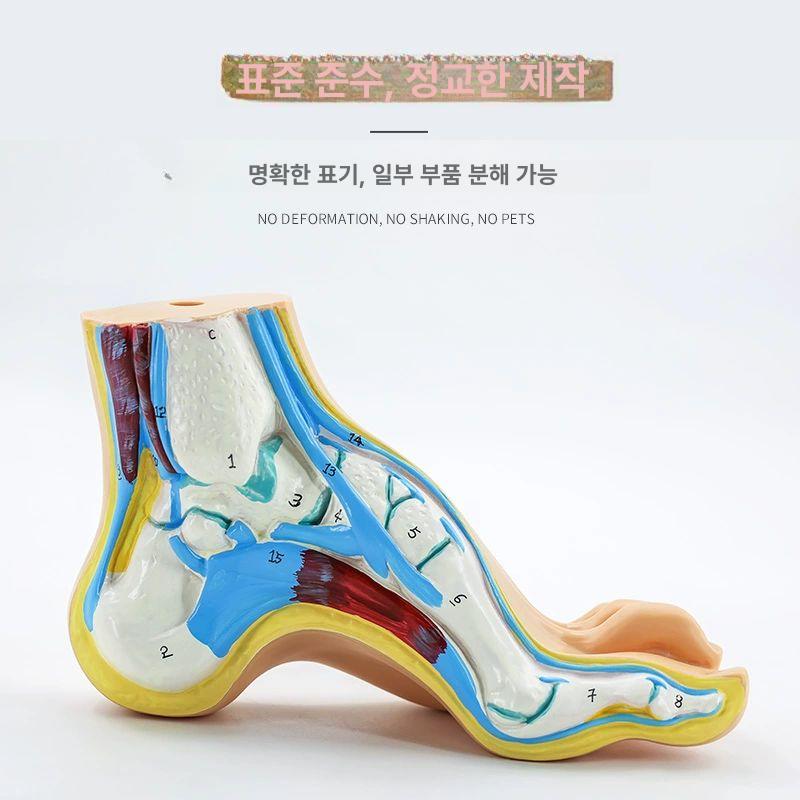 발 근육 모형 관절 해부 혈관 족저근 신경 인대 정상발 한쪽-손글씨 버전 - 상세 이미지 2