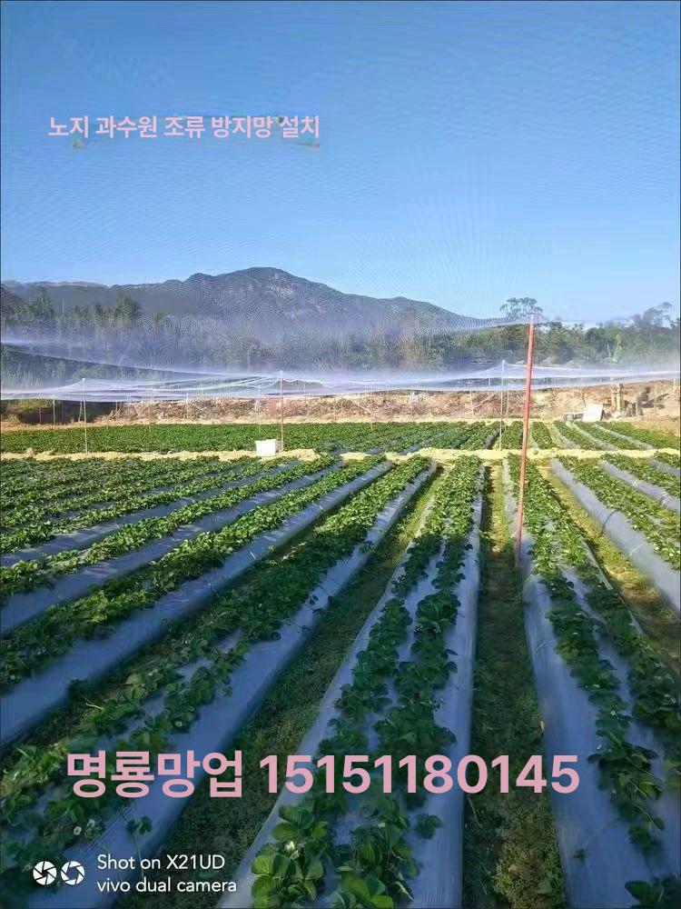 나무 보호 그물망 작물 사과 해충방지 방지망 그물네트 원예 식물 블루베리 방조망 정원용 15미터 폭x50미터 2.5cm메시 - 상세 이미지 5