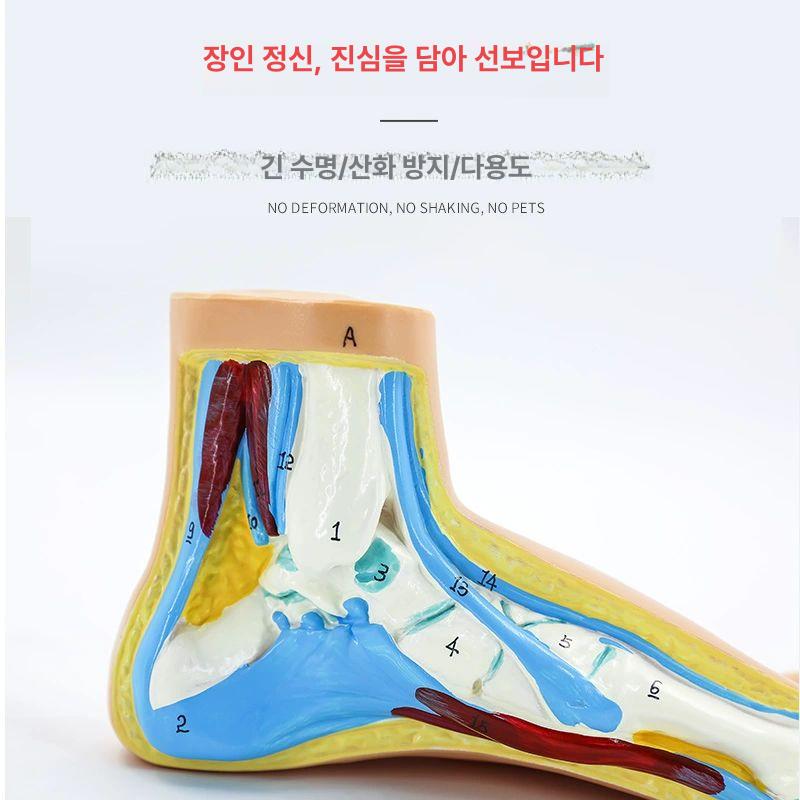 발 근육 모형 관절 해부 혈관 족저근 신경 인대 정상발 한쪽-손글씨 버전 - 상세 이미지 3