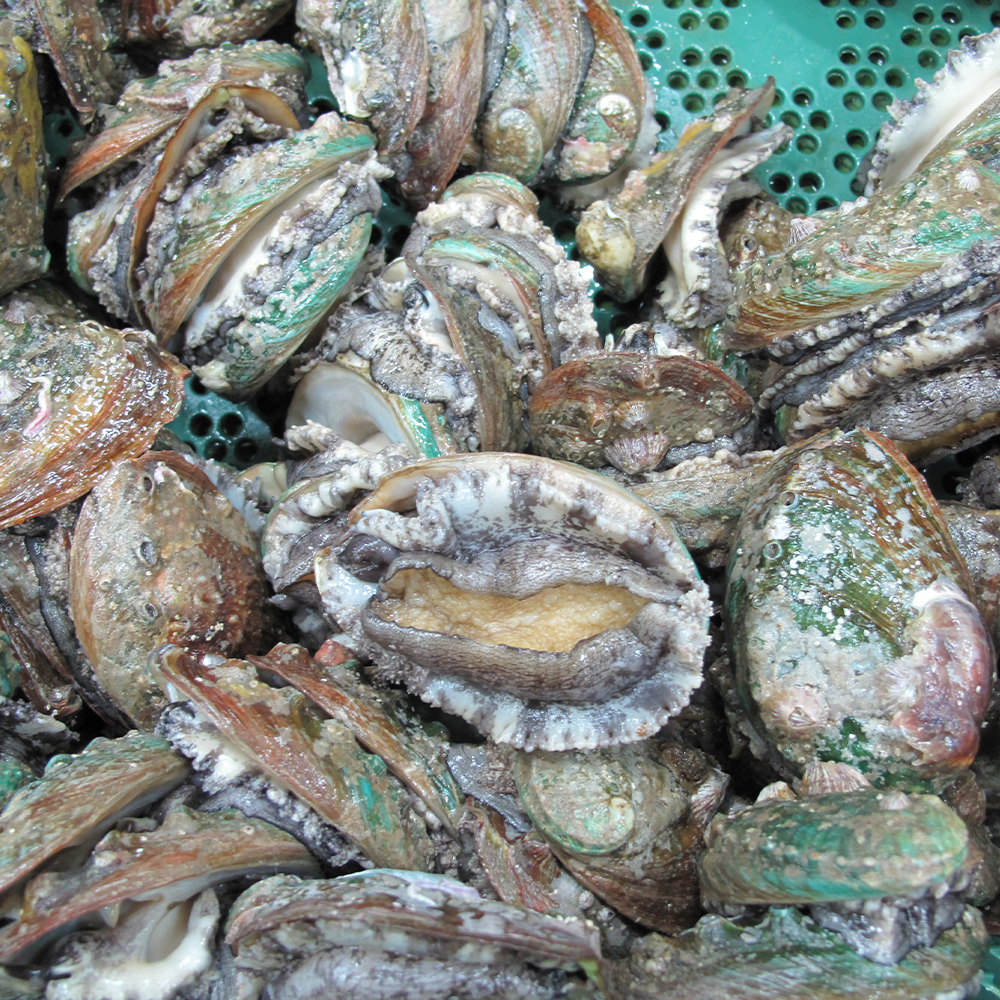 완도 활 전복 1kg 대 특대 산지직송 이미지 6