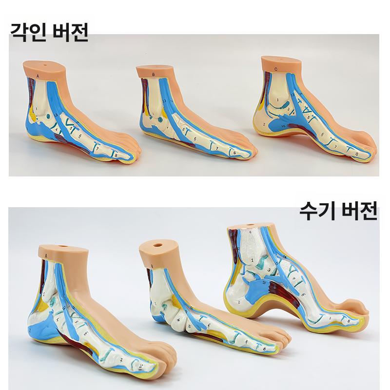 발 근육 모형 관절 해부 혈관 족저근 신경 인대 정상발 한쪽-손글씨 버전 - 상세 이미지 4