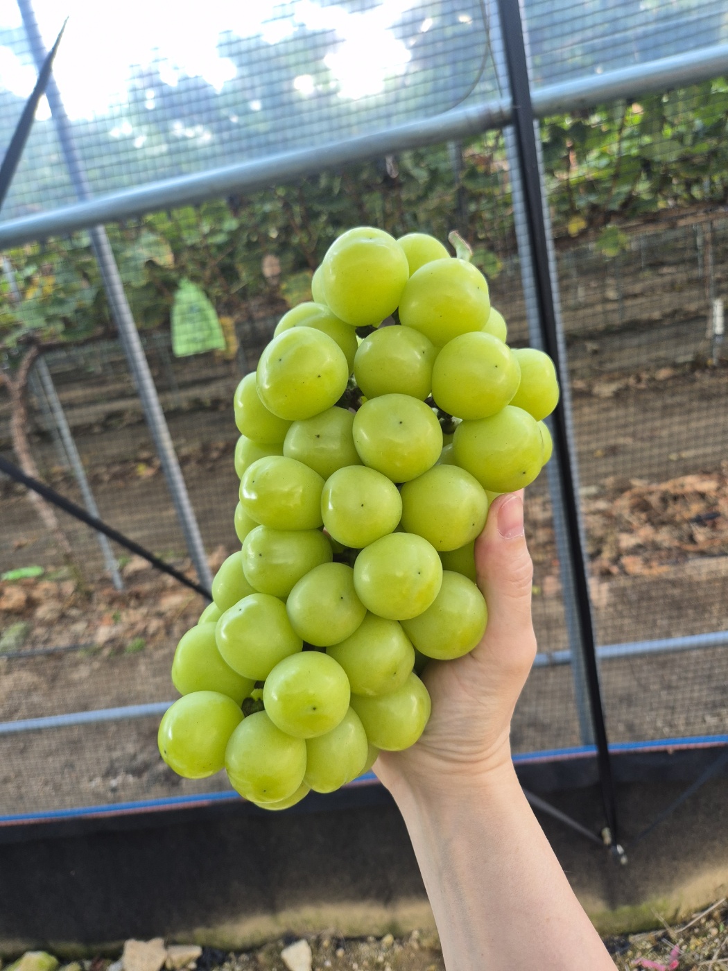 고당도 상주 샤인머스켓 2kg 망고 포도 특품 선물용 가정용 농장직영 - 상세 이미지 2