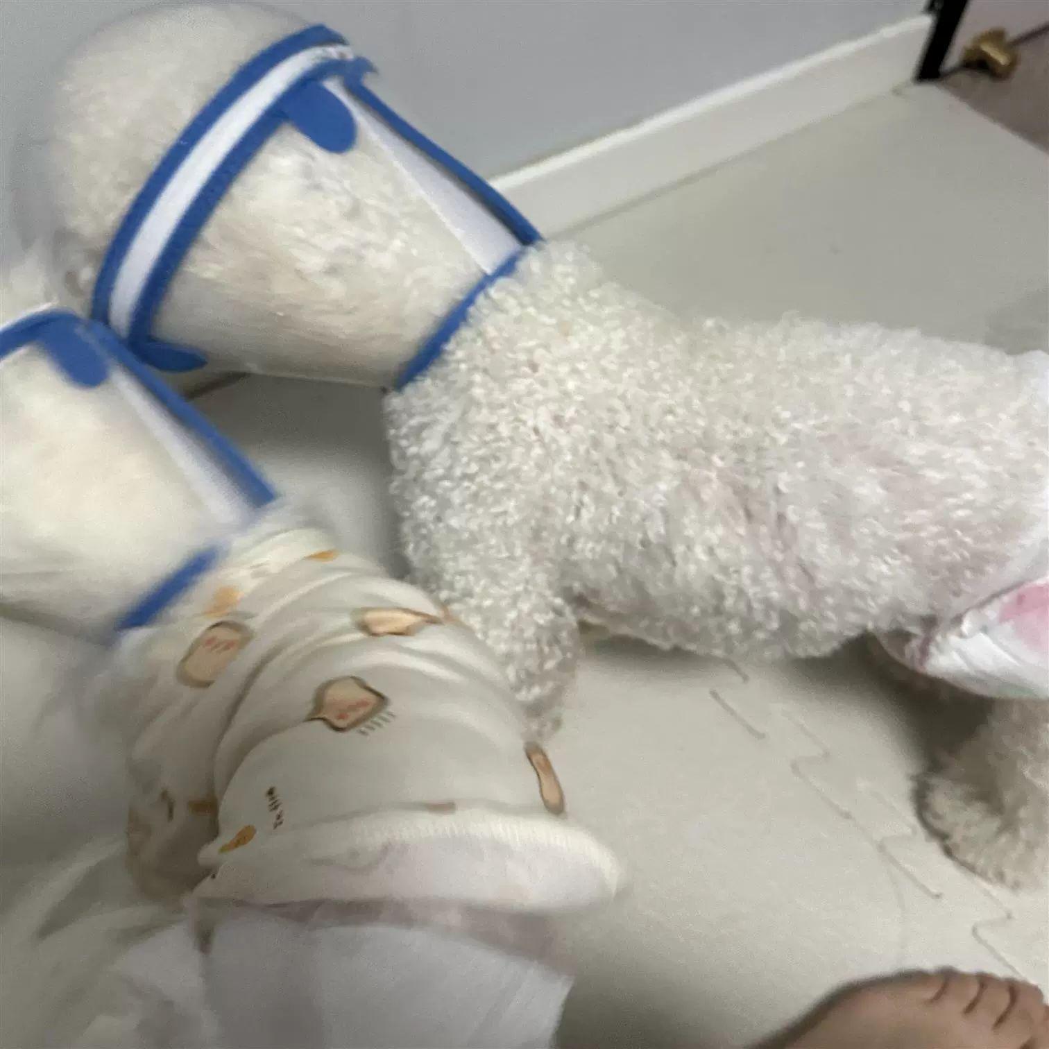 강아지 넥카라 헬멧 충돌 충돌방지 보호기 쉴드링 투명 시각장애견 애견 반려동물 중성화수술후 S사이즈 1.0kg 미만 고양이 강아지 - 상세 이미지 3