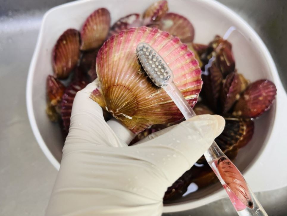 활 홍가리비 1kg 30미 내외 이성 - 상세 이미지 4