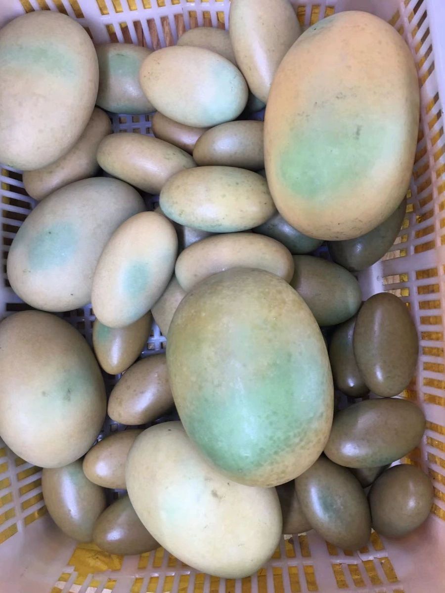 야명주 천연 돌 카페 야광석 실내 발광구 빛나는 야광주 재물운 야광돌 목걸이 소원성취 길이5-6cm - 상세 이미지 3