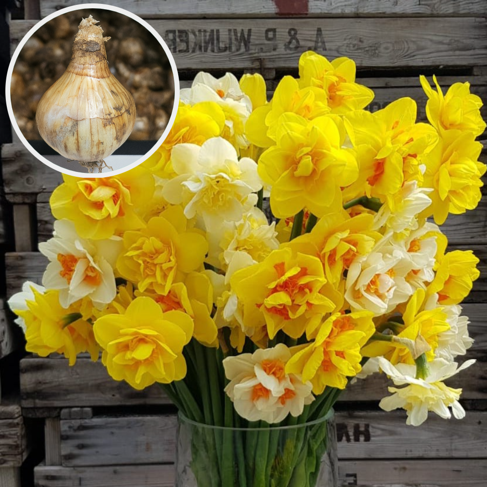 수선화 구근 겹수선화 항공수입 추식구근 제품 이미지