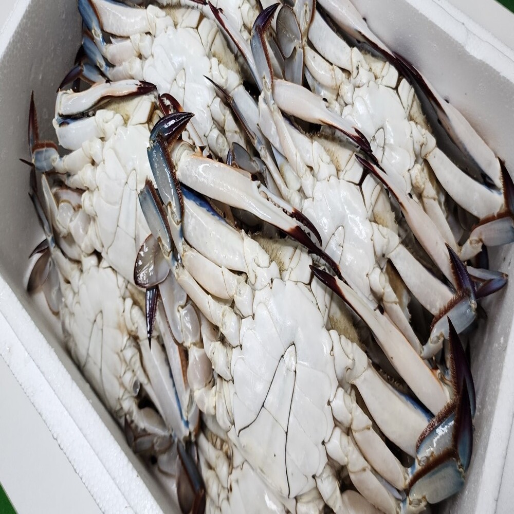 K꽃게 어부가 직접 판매하는 숫꽃게 5kg 가을 급냉 - 상세 이미지 3
