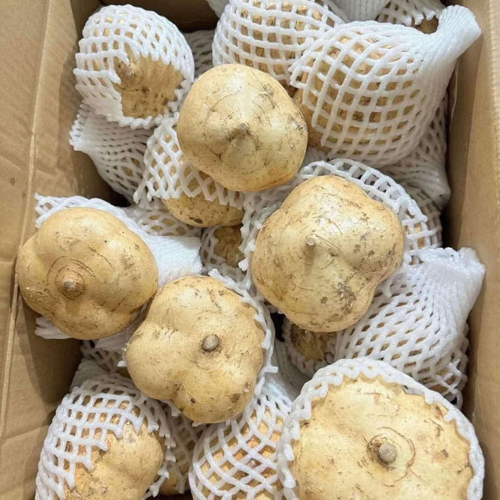 히카마 단면 분석