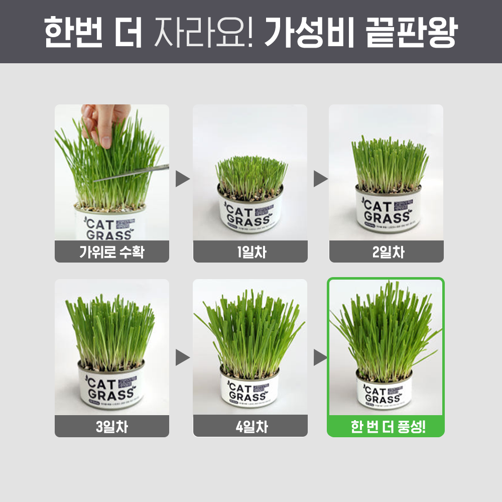 [10+2] 펫팀 캣그라스 고양이풀 이미지 6