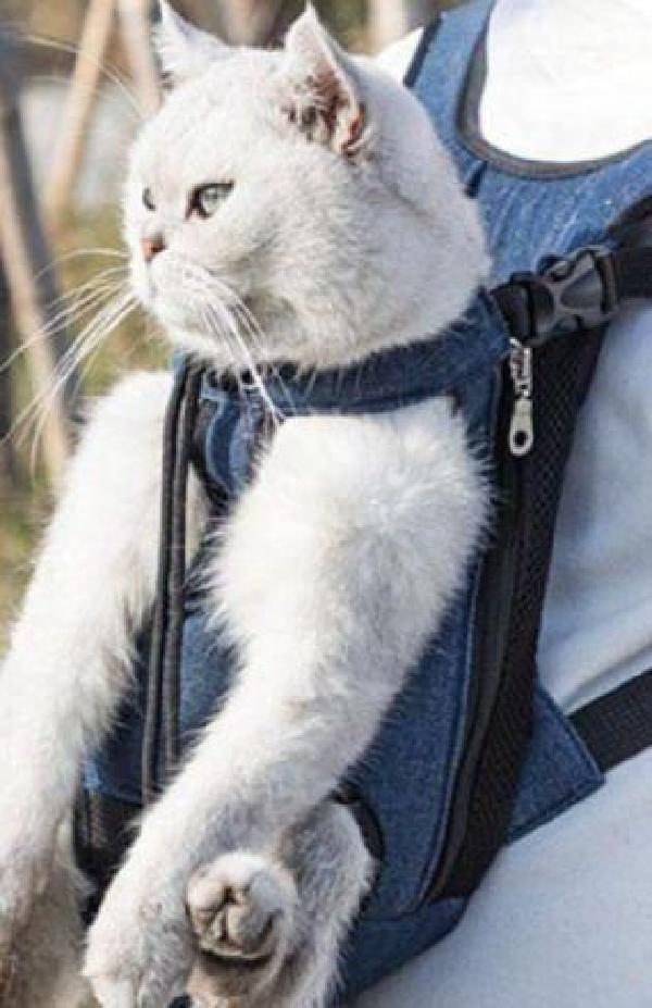 고양이 배낭 가슴 외출 휴대용 앞 가방 캬리 애완 동물 백팩 - 상세 이미지 2