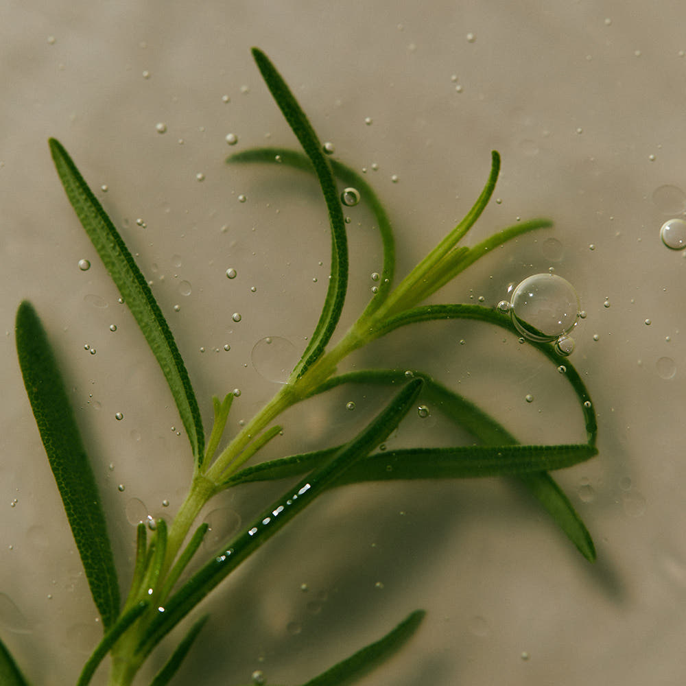 아로마티카 로즈마리 스칼프 스케일링 샴푸 750ML+리필500ML 비건 탈모 기능성 저자극