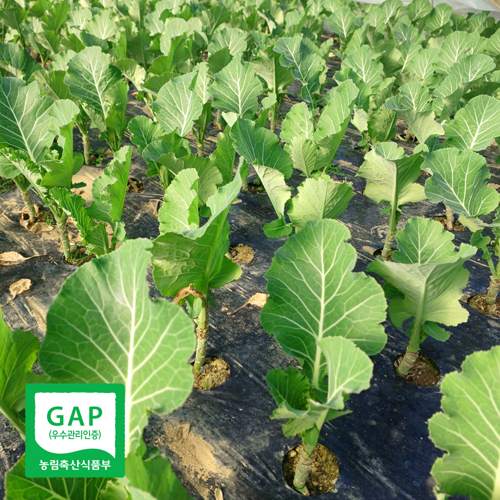 국내산 케일 쌈용 채소 GAP 캐일 1kg 이미지 7
