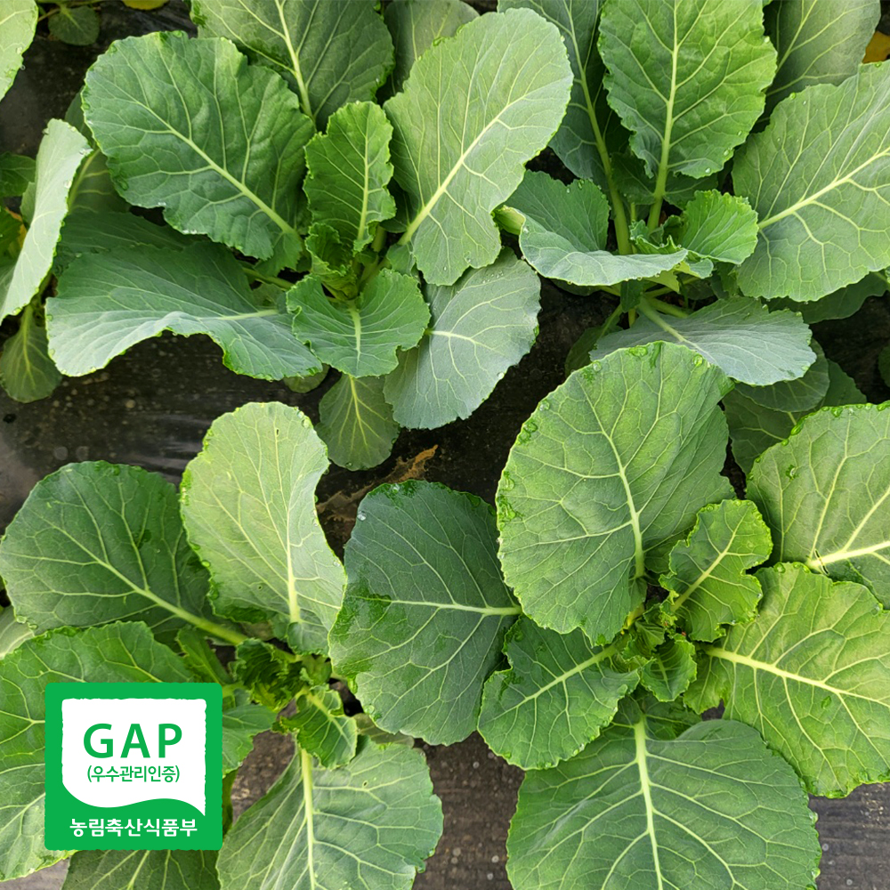 국내산 케일 쌈용 채소 GAP 캐일 1kg - 상세 이미지 3