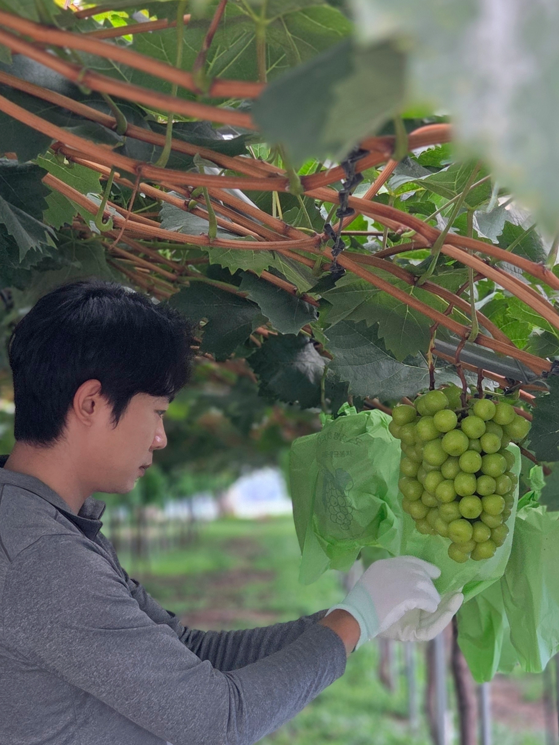 샤인머스캣 2kg 4kg 고당도 안동 망고포도 - 상세 이미지 2