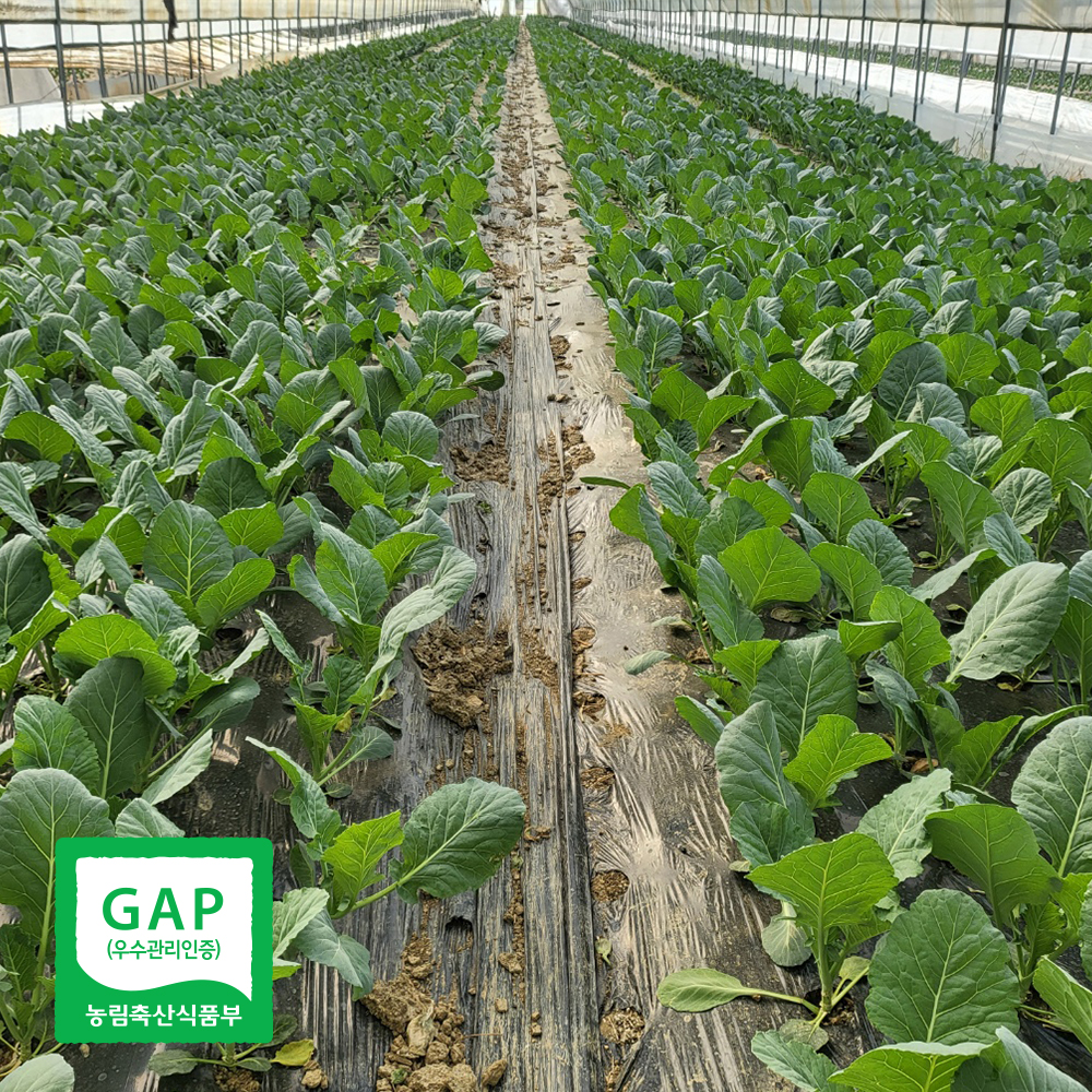 국내산 케일 쌈용 채소 GAP 캐일 1kg - 상세 이미지 4